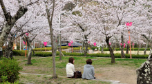 摂津峡桜まつり